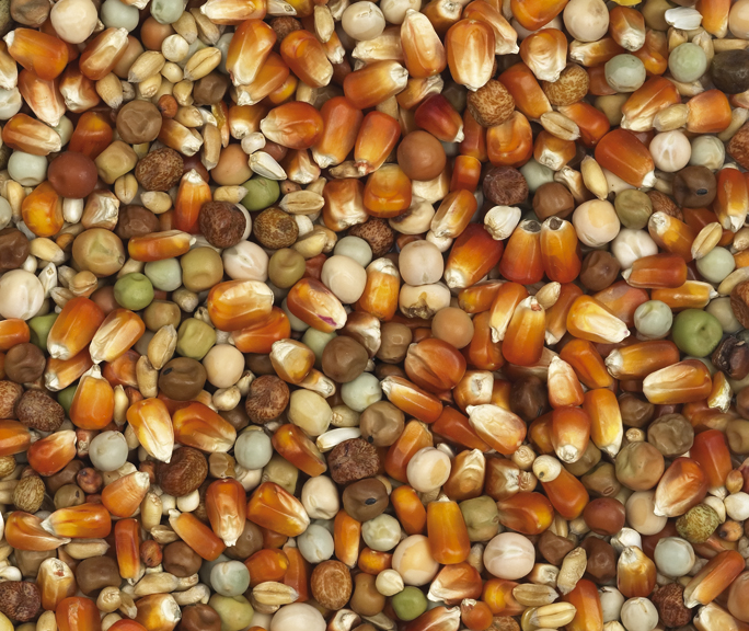 Van Robaeys - Kweek Rode Mais nr. 24, 25 KG